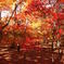 紅のグラデーション