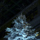  KITTEクリスマスツリー 