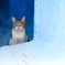 シャウエン猫