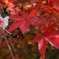 十月サクラ＆紅葉