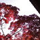 紅葉撮り納め、三