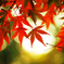紅灯