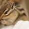 手乗りシマリス