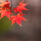 公園紅葉景色