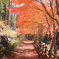 紅葉うらら