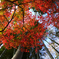 紅葉仰ぎ見て