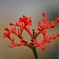 宇部常盤公園サボテンの花？