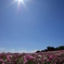 ありがとう太陽