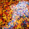 Autumnal Tints
