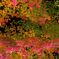 吉野山　紅葉