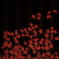 紅葉撮り納め、四