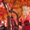 紅葉撮り納め、五