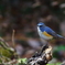 幸せの青い鳥　ルリビタキ