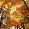 紅葉の森