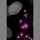 ドリミネーション　冬の夜桜