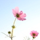 秋桜