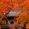 京都 光明寺