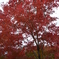 曼殊院門跡_紅葉002