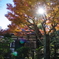 光と紅葉