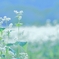 あの日の蕎麦畑で