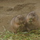 隣の草は美味い