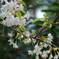 冬に咲く桜　２