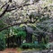 冬桜とベンチ