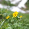 高原の花