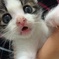 にゃーご