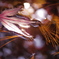 紅葉撮り納め、七