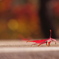 紅葉撮り納め、八