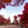 紅葉撮り納め、九