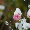 雪にも負けず