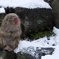 SNOW MONKEY