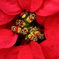 POINSETTIA