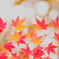 紅葉終章　初冬の華