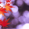 紅葉終章　残り香