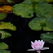 Nymphaea