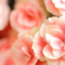 暖　’Dan