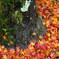 京都の紅葉