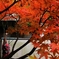 紅葉美人