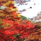 紅葉１