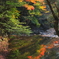 水面に映る紅葉