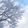 20141218 雪木