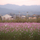 秋桜畑