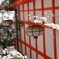 雪の中