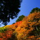 紅葉2