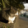 ハナタレ哀愁猫