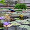 鳥と花