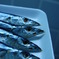 青魚